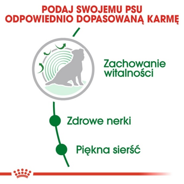 Royal Canin Mini Ageing 12+ karma sucha dla psów dojrzałych po 12 roku życia, ras małych 1,5kg - obrazek 6