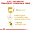 Royal Canin Maltese Adult karma sucha dla psów dorosłych rasy maltańczyk 1,5kg - obrazek 6