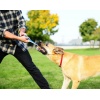 Chuckit! Ultra Tug Medium [231201] - obrazek 5