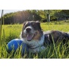 Boomer Ball XL - 10" / 25cm niebieska - obrazek 8