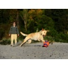 Chuckit! Kick Fetch Small [251101] - obrazek 5