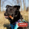 4DOGS Gryzak z penisa wołowego L - obrazek 6