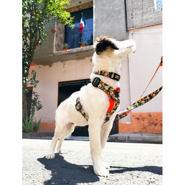 Dingo Obroża regulowana City - Chiapas 4,0cm/75cm - obrazek 3