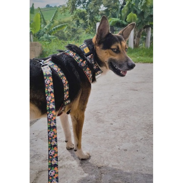 Dingo Obroża regulowana City - Chiapas 4,0cm/75cm - obrazek 4
