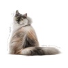 Royal Canin Hair & Skin Care w sosie karma mokra dla kotów dorosłych, zdrowa skóra, piękna sierść saszetka 85g - obrazek 6