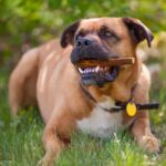 4DOGS Gryzak z poroża L easy - obrazek 8