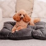 MIMIKO Pets Legowisko Poducha Velvet 70x50cm grafit - obrazek 3