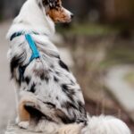 CHABA Szelki Guard Comfort Classic XL morskie - obrazek 10