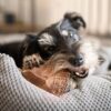 4DOGS Gryzak z korzenia drzewa wrzosowego L - obrazek 6