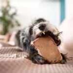 4DOGS Gryzak z korzenia drzewa wrzosowego L - obrazek 7