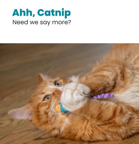 Petstages Myszki bliźniaczki z kocimiętką PS327 - obrazek 4