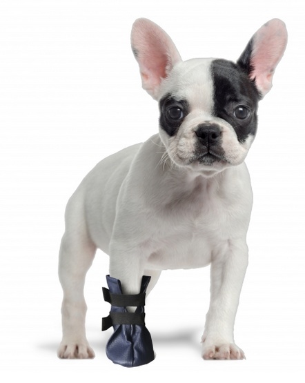 Grande Finale But na chorą łapę r.4 - 8cm - obrazek 2