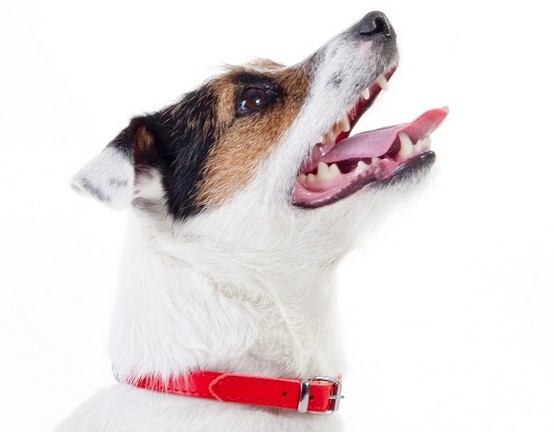 Dingo Obroża skórzana podszyta filcem 1,0x24cm czerwona - obrazek 2