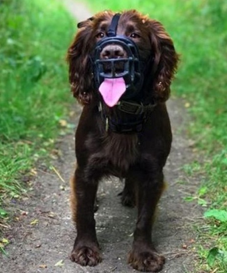 Baskerville Kaganiec Ultra-1 czarny - obrazek 7