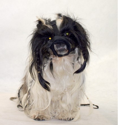 Grande Finale Kaganiec dla psa pekińczyk rozmiar 1 (12-20cm) - obrazek 2