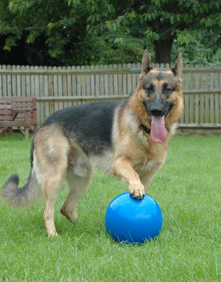 Boomer Ball M - 6" / 15cm niebieska - obrazek 5