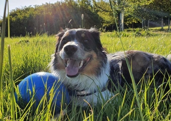 Boomer Ball L - 8" / 20cm niebieska - obrazek 7