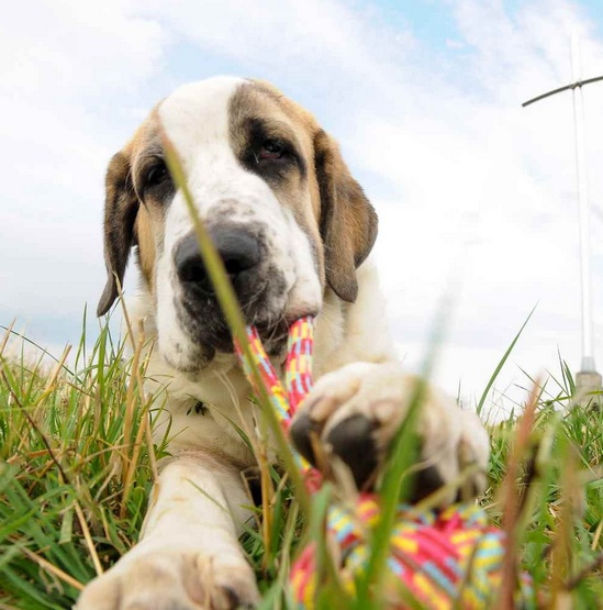 Dingo Piłka plecionka ze sznura 250g/27cm - obrazek 3