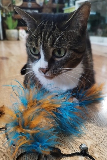 Dingo Wędka dla kota - ogonek z piór niebiesko-pomarańczowy - obrazek 3