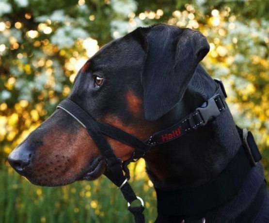 Halti Kantarek - obroża uzdowa rozmiar 1 czarna - obrazek 5