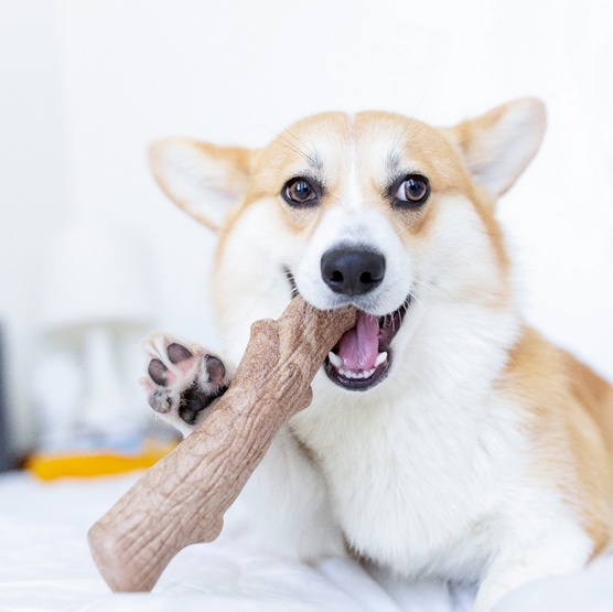 Petstages DogWood petite patyk PS216 - obrazek 6