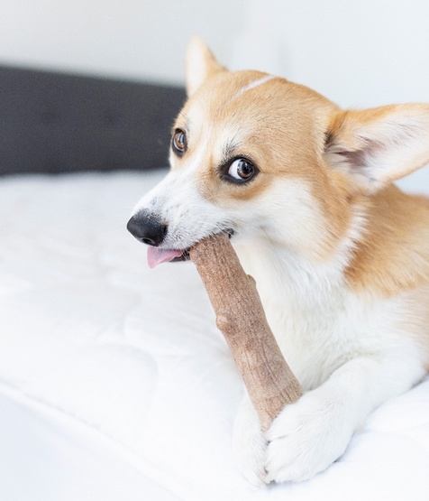 Petstages DogWood small patyk PS217 - obrazek 7