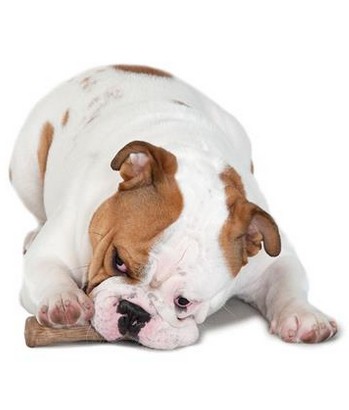 Petstages DogWood large patyk PS219 - obrazek 8