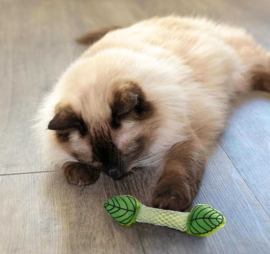 Petstages Miętowa strzała PS335 - obrazek 5