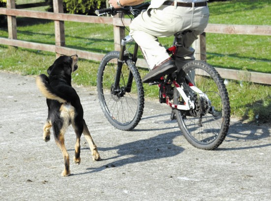 Pet Corrector 200ml - obrazek 4