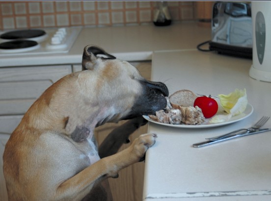 Pet Corrector 200ml - obrazek 5