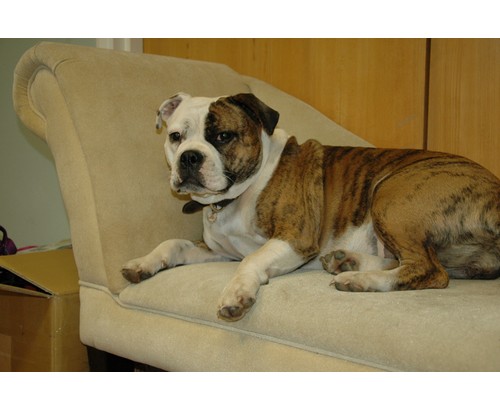 Pet Corrector 200ml - obrazek 6