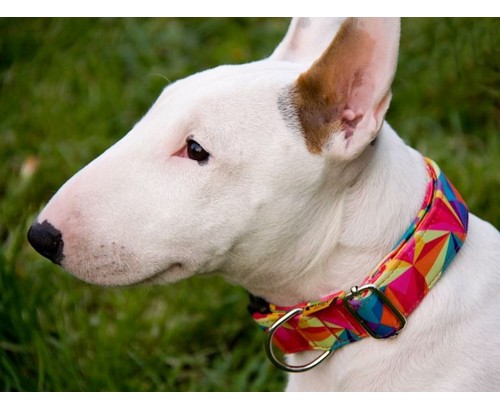 Dingo Obroża regulowana America Kolorado 3,0cm/60cm - obrazek 4