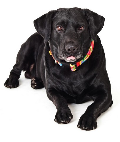 Dingo Obroża regulowana America Kolorado 4,0cm/75cm - obrazek 3