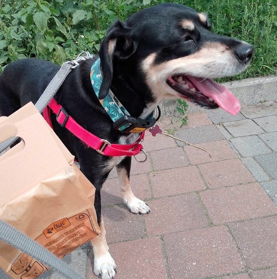 Dingo Papierowe torebki na odchody 10szt - obrazek 3