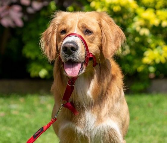 Halti Kantarek - obroża uzdowa rozmiar 4 czerwona - obrazek 4