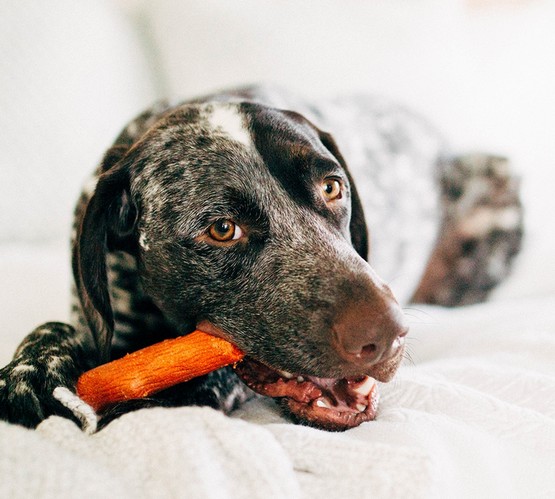 Petstages DogWood Mesquite small patyk PS30143 - obrazek 3