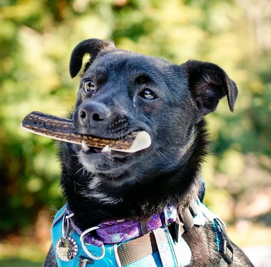 4DOGS Gryzak z poroża M easy - obrazek 8