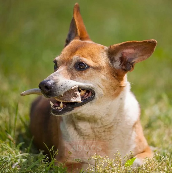 4DOGS Gryzak z poroża L hard - obrazek 8