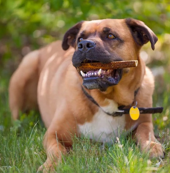 4DOGS Gryzak z poroża XL easy - obrazek 7