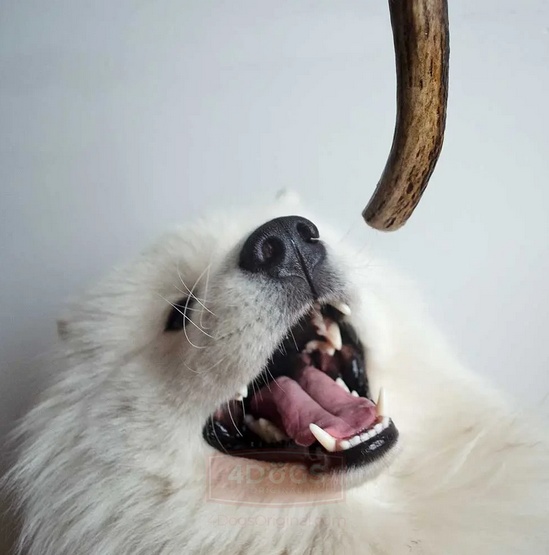 4DOGS Gryzak z poroża XL hard - obrazek 9