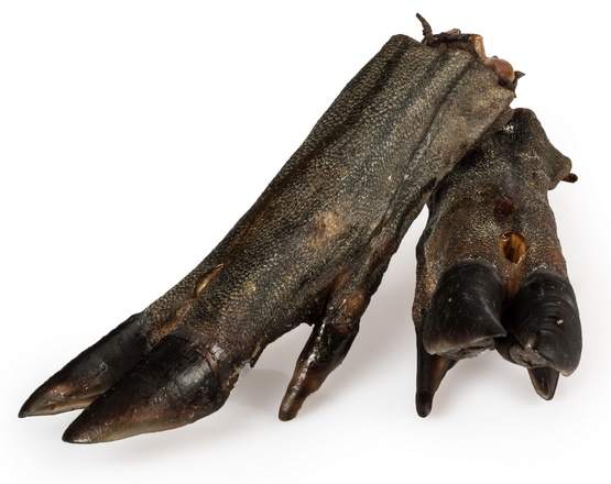 Balto Racica dzika 1szt - obrazek 2