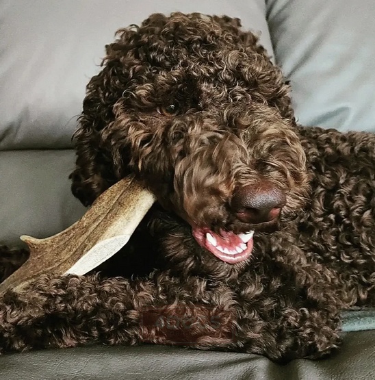 4DOGS Gryzak z poroża daniela L - obrazek 4