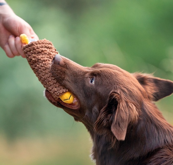 Dingo Zabawka dla psa - Taco 20cm - obrazek 3