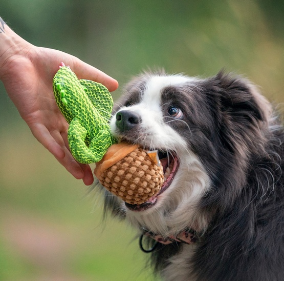 Dingo Zabawka dla psa - Kaktus Dolores 19cm - obrazek 3