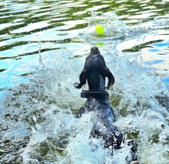 Dingo Zabawka dla psa - Piłka świecąca Play & Glow 14x8cm - obrazek 5