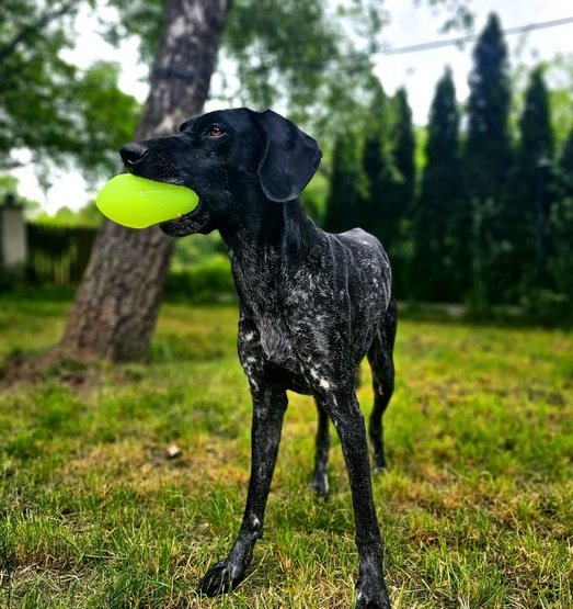 Dingo Zabawka dla psa - Piłka świecąca Play & Glow 14x8cm - obrazek 6