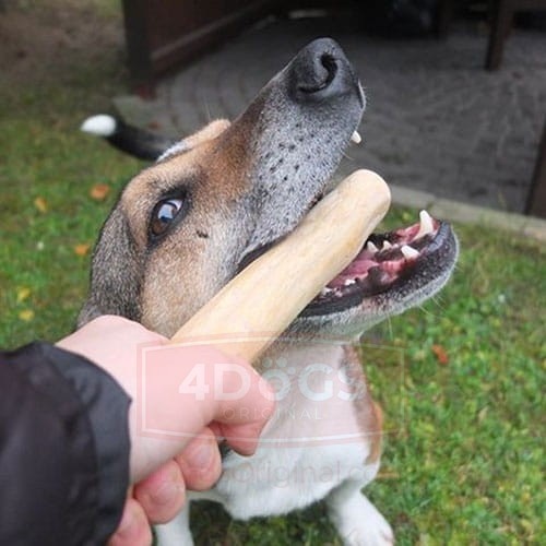 4DOGS Gryzak z drzewa kawowego M - obrazek 4