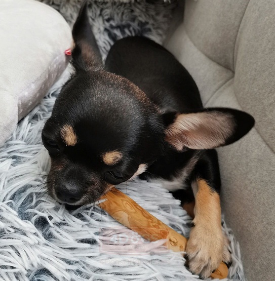 4DOGS Gryzak z drzewa kawowego L - obrazek 4