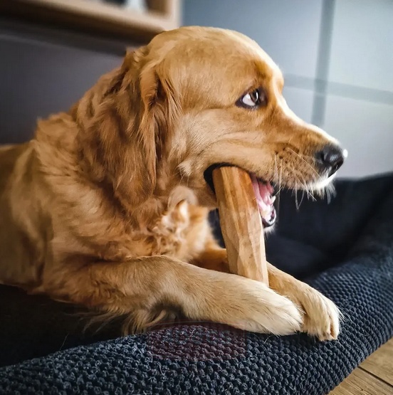 4DOGS Gryzak z drzewa oliwnego M - obrazek 5