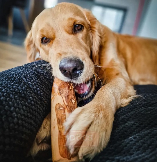 4DOGS Gryzak z drzewa oliwnego L - obrazek 4